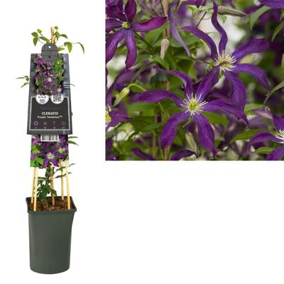 Clematis Purple Tentacles PBR - Bosrank