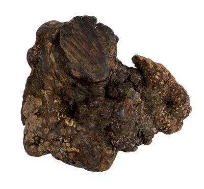 Dog Woodzzz kauwwortel met olijfolie