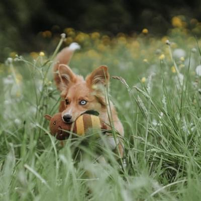 HUNTER Honden knuffel Florenz Bij, geel HUNTER Honden knuffel Florenz Bij, geel
