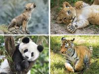 Clementoni legpuzzel Wildlife 4 puzzels 20/60/100/180 stukjes - thumbnail