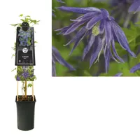 Paarse bosrank (Clematis "Spiky" PBR) klimplant - thumbnail