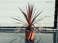 Palmboom - Cordyline Australis - thumbnail