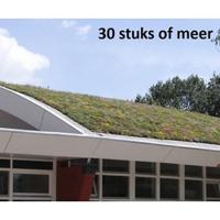 Minimaal 30 stuks! Dakgroen Sedummixmat Compleet (incl. drainage type 11c & 3 zakken daktuinsubstraat) per 1.2 m2 max. 25 graden Sempergreen - Sempergreen - thumbnail
