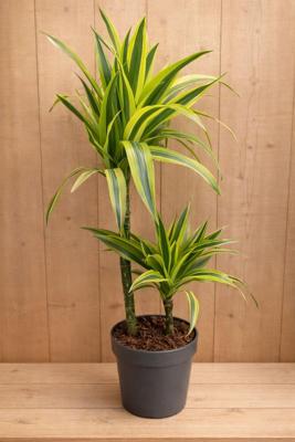Drakenbloedboom Dracaena Fragrans Lemon Lime/Geel-groen H60-80 cm potmaat 19 cm 2 stammen kamerplant Warentuin Natuurlijk - Warentuin natuurlijk