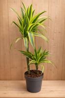 Drakenbloedboom Dracaena Fragrans Lemon Lime/Geel-groen H60-80 cm potmaat 19 cm 2 stammen kamerplant Warentuin Natuurlijk - Warentuin natuurlijk - thumbnail