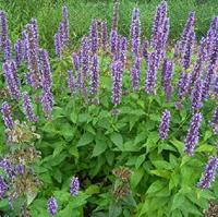 Anijsplant bloemzaden - Dropplant Blue Spike - thumbnail