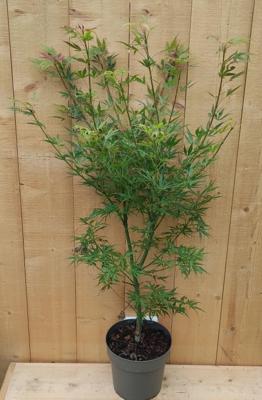 Japanse Esdorn Acer Groen struik 80 cm Warentuin Natuurlijk - Warentuin natuurlijk