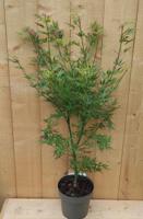 Japanse Esdorn Acer Groen struik 80 cm Warentuin Natuurlijk - Warentuin natuurlijk - thumbnail