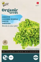 Biologische Andijvie Gele Volhart - thumbnail
