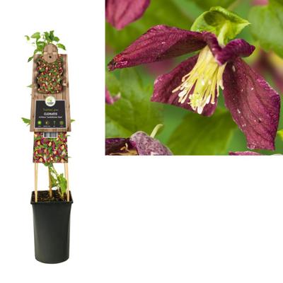 Klimplant Clematis Cirrhosa Landsdowne - Rode Bosrank