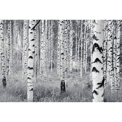 Noordwand Komar Munich Design Fotobehang Woods - V8-724