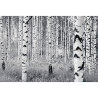 Noordwand Komar Munich Design Fotobehang Woods - V8-724 - thumbnail