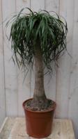 Olifantspoot Beaucarnea 100 cm een dikke stam Kamerplant Warentuin Natuurlijk - Warentuin natuurlijk - thumbnail
