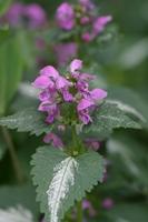 Gevlekte Dovenetel - thumbnail