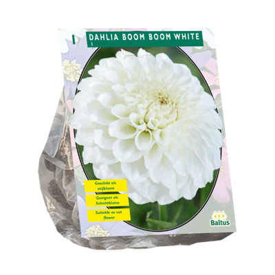 Bloembollen Dahlia Boom Boom White 1 stuk Baltus - Baltus