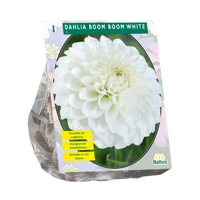 Bloembollen Dahlia Boom Boom White 1 stuk Baltus - Baltus - thumbnail