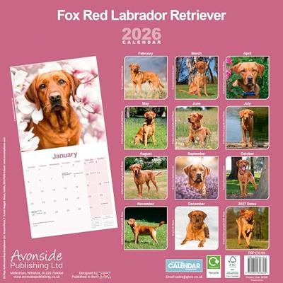 Labrador Retriever Rood Kalender 2026