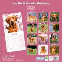 Labrador Retriever Rood Kalender 2026 - thumbnail