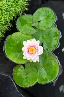 Waterplant Nymphaea 'Madame Wilfron Gonnère' - thumbnail