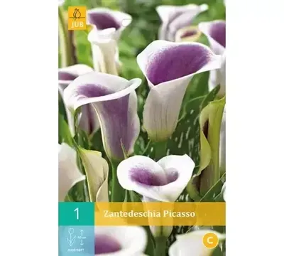 Zantedeschia picasso 1st bloembol zomer Zantedeschia JUB - Jub