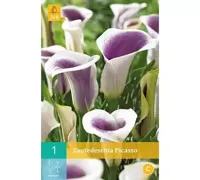 Zantedeschia picasso 1st bloembol zomer Zantedeschia JUB - Jub - thumbnail
