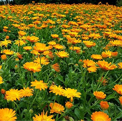 Calendula Officinalis zaden Nova Goudsbloem BIO