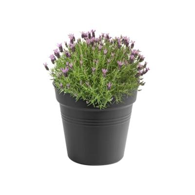 Elho Green Basics Kweekpot Zwart Ø35cm