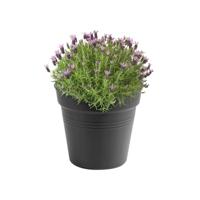 Elho Green Basics Kweekpot Zwart Ø35cm - thumbnail