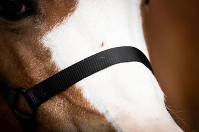 Excellent Horse Essential Halster XS Mini Foal Zwart