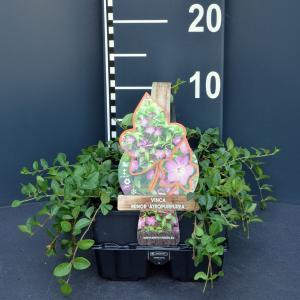 Kleine maagdenpalm (vinca minor "Atropurpurea") bodembedekker - 6-pack - 1 stuks