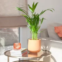 Goudpalm - Dypsis Lutescens - P11 - thumbnail