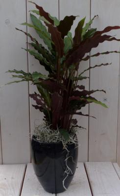 Calathea rood blad rode hoge pot 50 cm Warentuin Natuurlijk - Warentuin natuurlijk