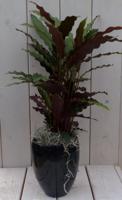 Calathea rood blad rode hoge pot 50 cm Warentuin Natuurlijk - Warentuin natuurlijk - thumbnail