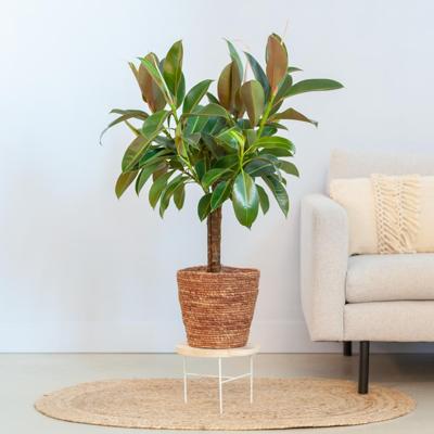 Ficus Elastica Melany op stam - P21 Ficus Elastica Melany op stam - P21