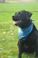 CoolPets cooling bandana hond M - Nekomtrek 38 tot 46 cm - Verkoelende bandana hondenhalsband - Verkoeling hond - 70 x 45 x 45 cm - Blauw - thumbnail