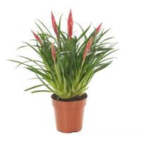 Vriesea Astrid (Multiflower Bromelia) P 12 cm - thumbnail