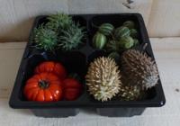 Herfst decoratie deco fruit herfst verschillende soorten Warentuin Natuurlijk - Warentuin natuurlijk - thumbnail
