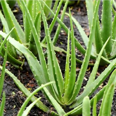 Weleda Vijgencactus gezichtsspray 100 Milliliter