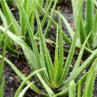 Weleda Vijgencactus gezichtsspray 100 Milliliter - thumbnail