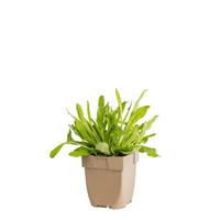 Oranje havikskruid vaste plant Griffioen - Griffioen - thumbnail