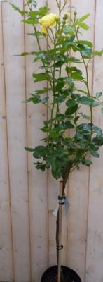 Rosa Stamroos rozen totale hoogte 100 cm geel Warentuin Natuurlijk - Warentuin natuurlijk