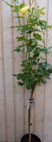 Rosa Stamroos rozen totale hoogte 100 cm geel Warentuin Natuurlijk - Warentuin natuurlijk - thumbnail