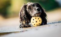 Trixie gatenbal natuurrubber met bel voor blinde of gehandicapte hond - thumbnail