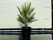Palmboom - Chamaerops Humilis