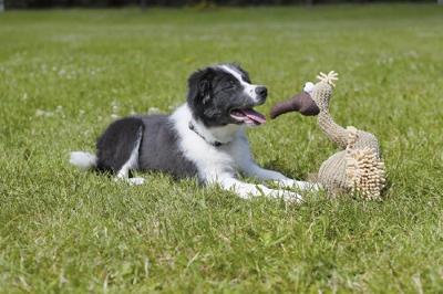 Trixie pluchen gier Gustaaf met geluid hondenspeeltje Per stuk