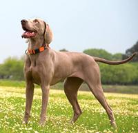 Rogz For Dogs nitelife halsband rood - thumbnail