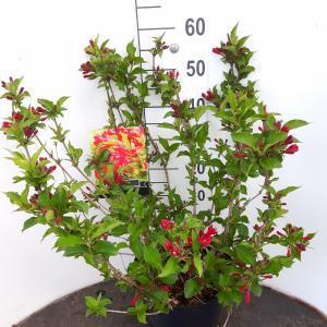 Weigela struik Red Prince - 50 - 60 cm - 5 stuks
