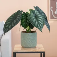 Alocasia Dragon Scale - Olifantsoor - P19 - thumbnail