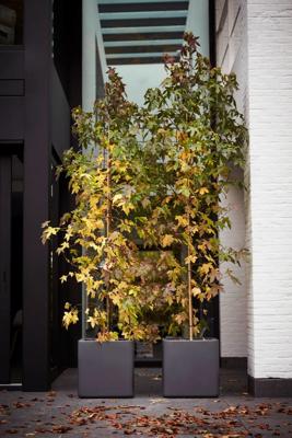 Elho Pure soft brick Wheels 49x49x49cm vierkante plantenbak antraciet