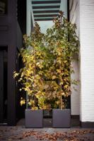 Elho Pure soft brick Wheels 49x49x49cm vierkante plantenbak antraciet - thumbnail